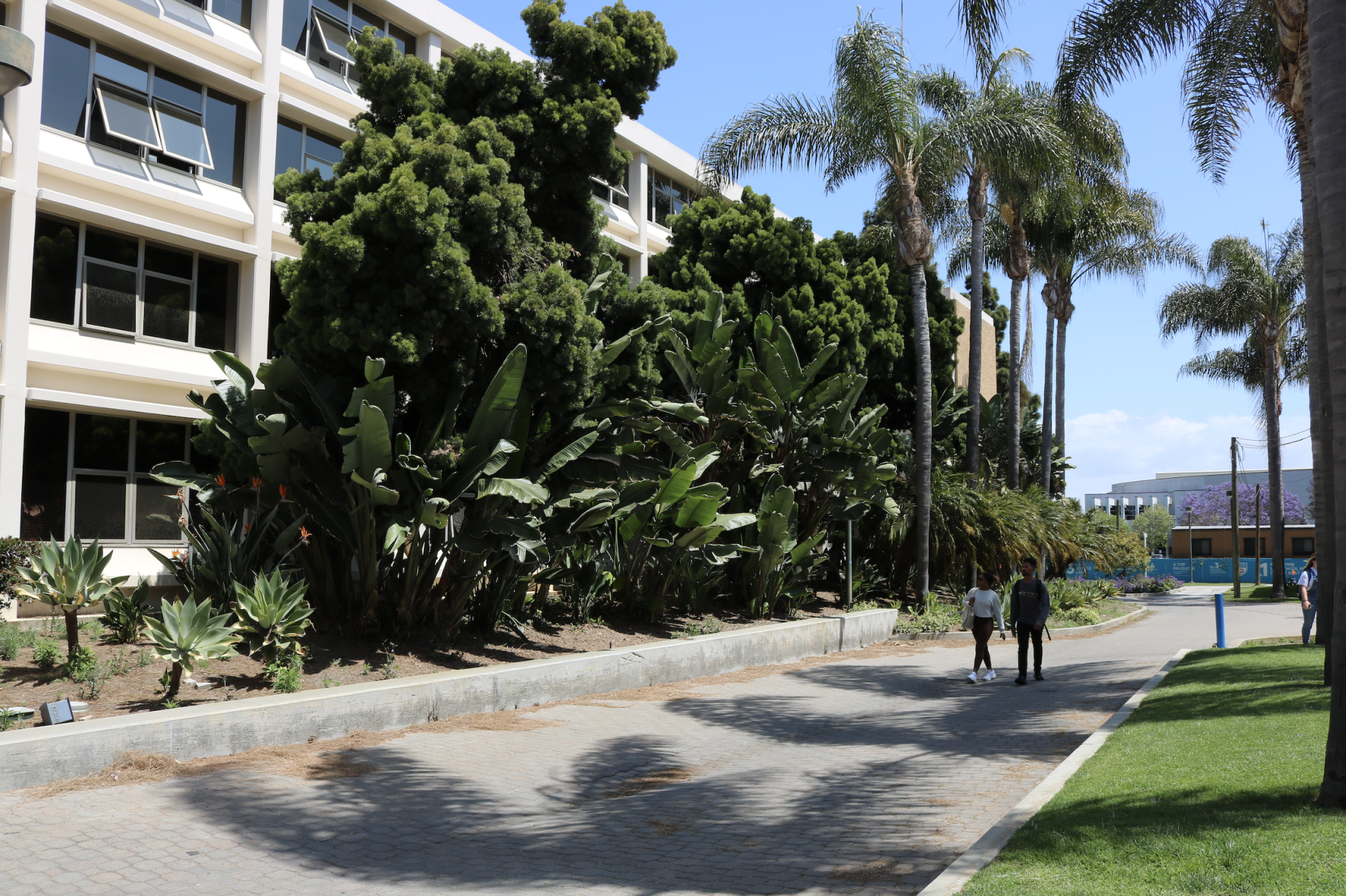 McKay Foliage
